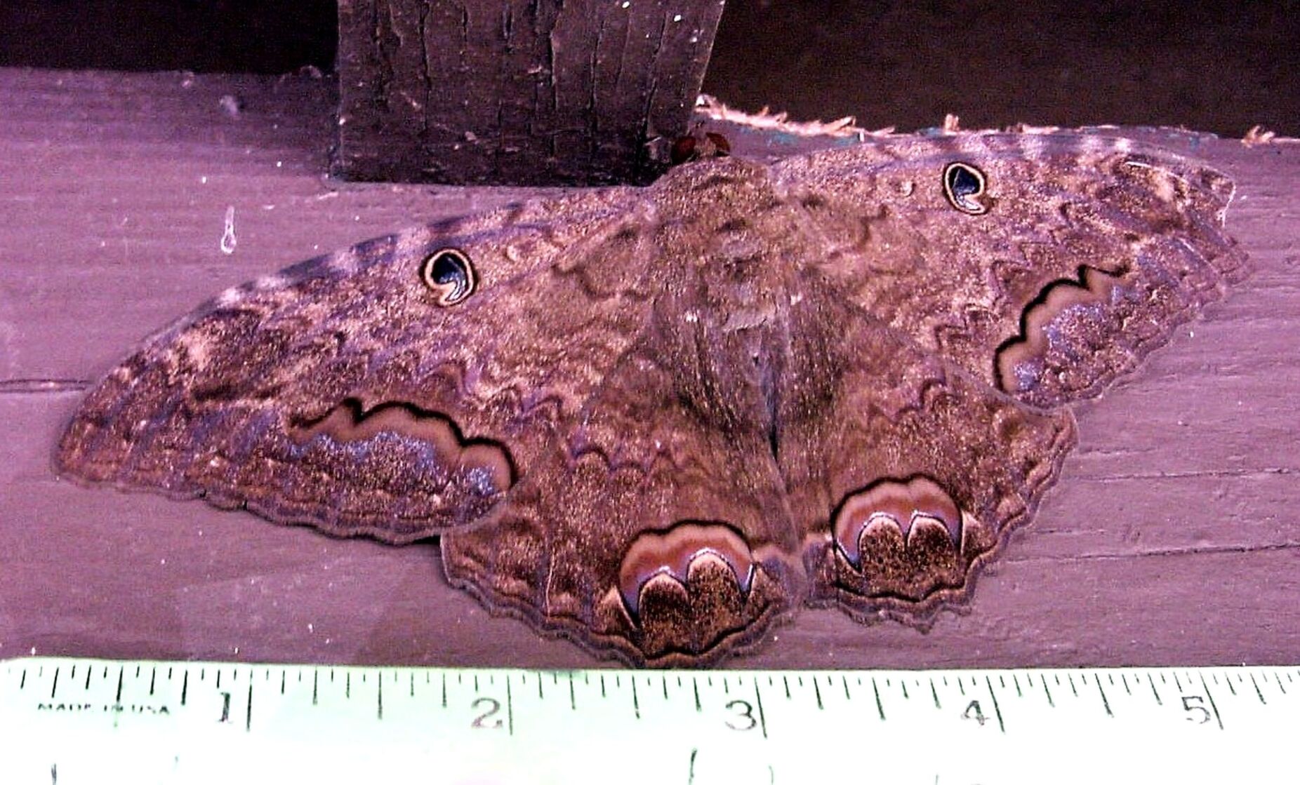 Silkworm moths Black Witch